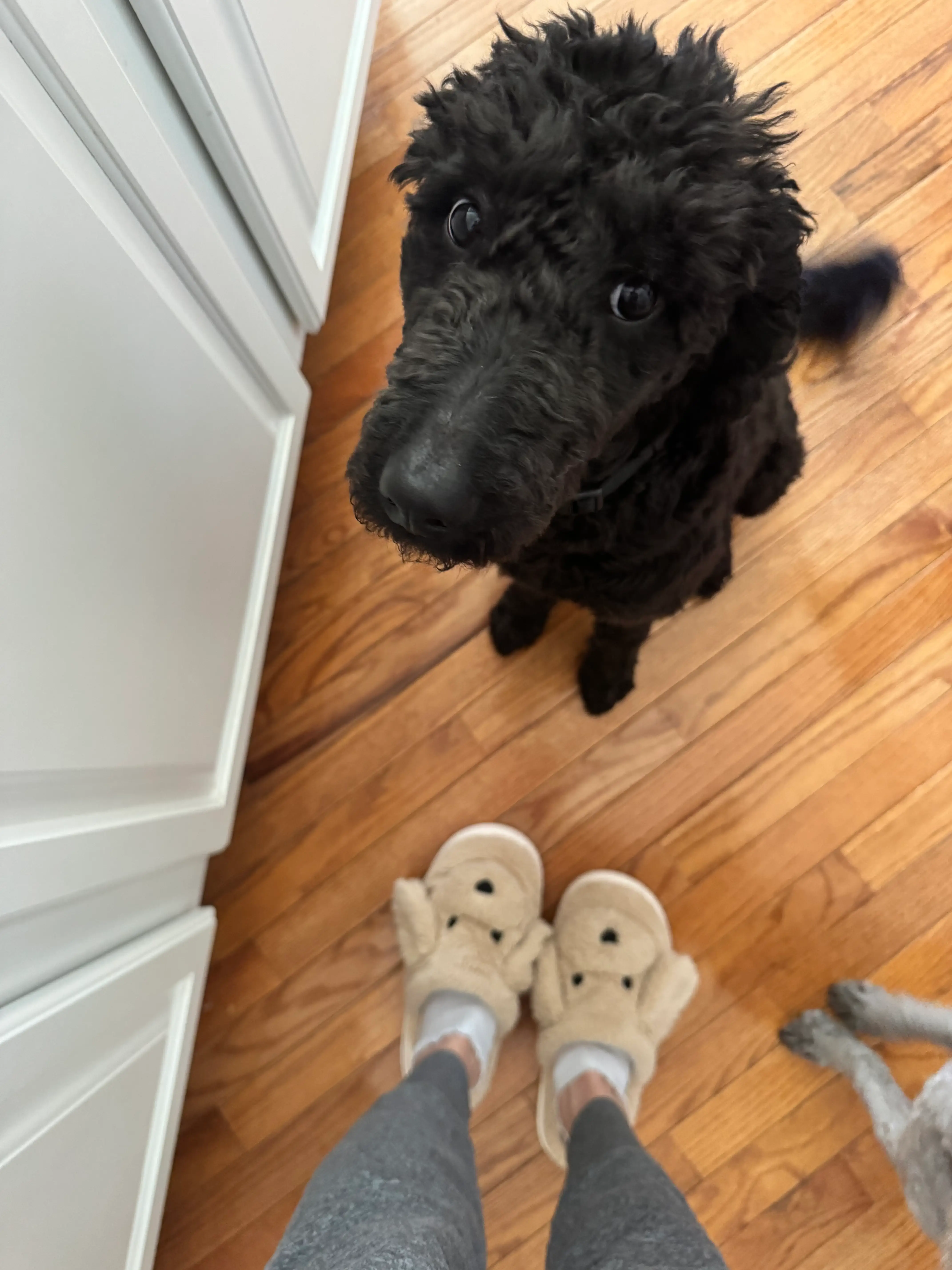 The author poses with one of her new dogs.