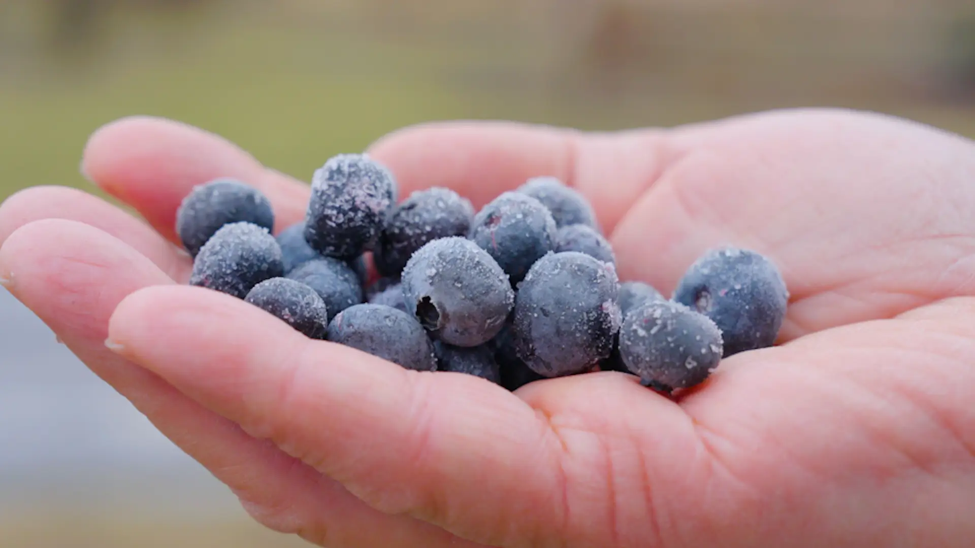 Blueberries from Bridge Avenue Berries in Allenwood, Pennsylvania