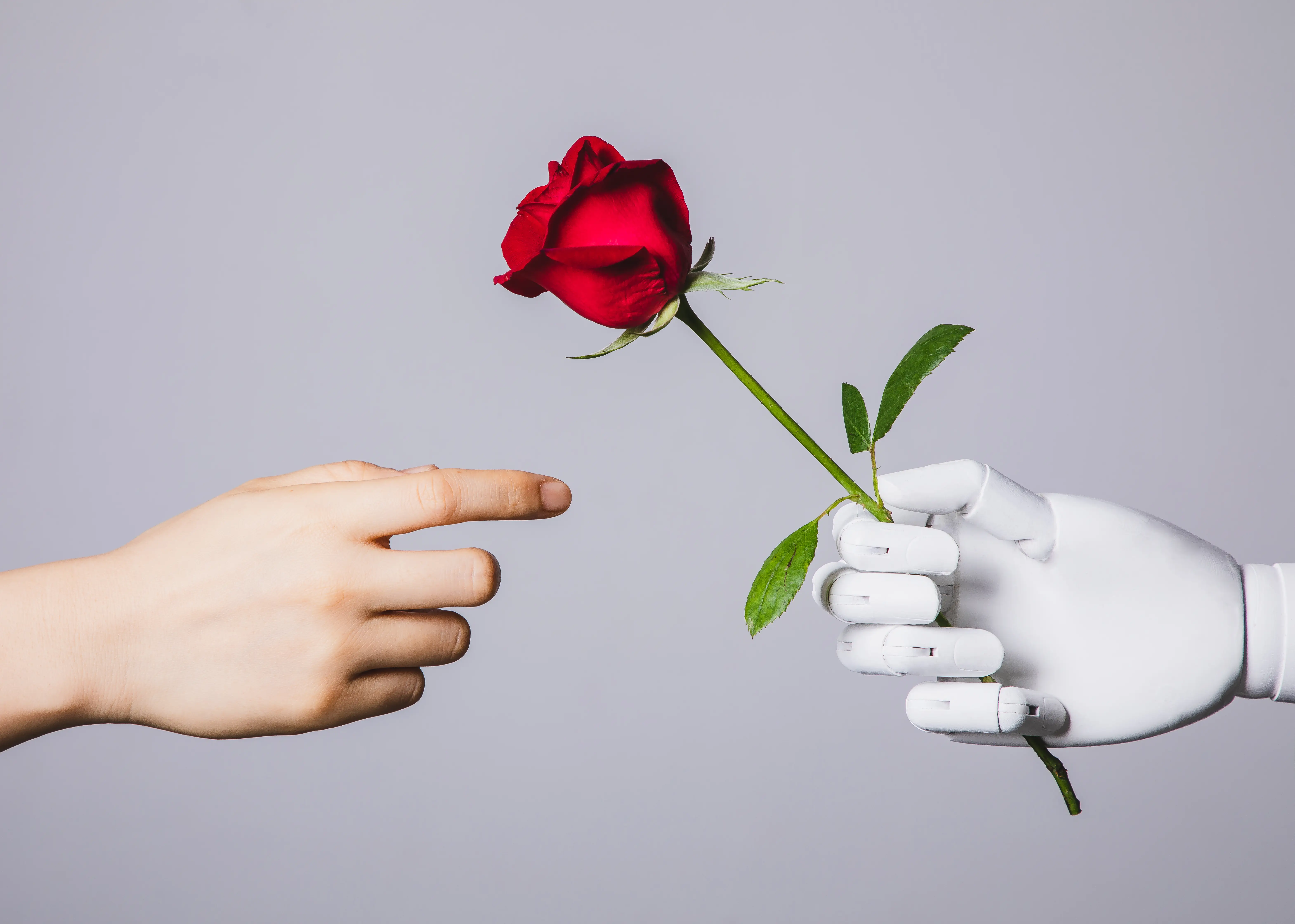 A robot hand hands a rose to a human hand