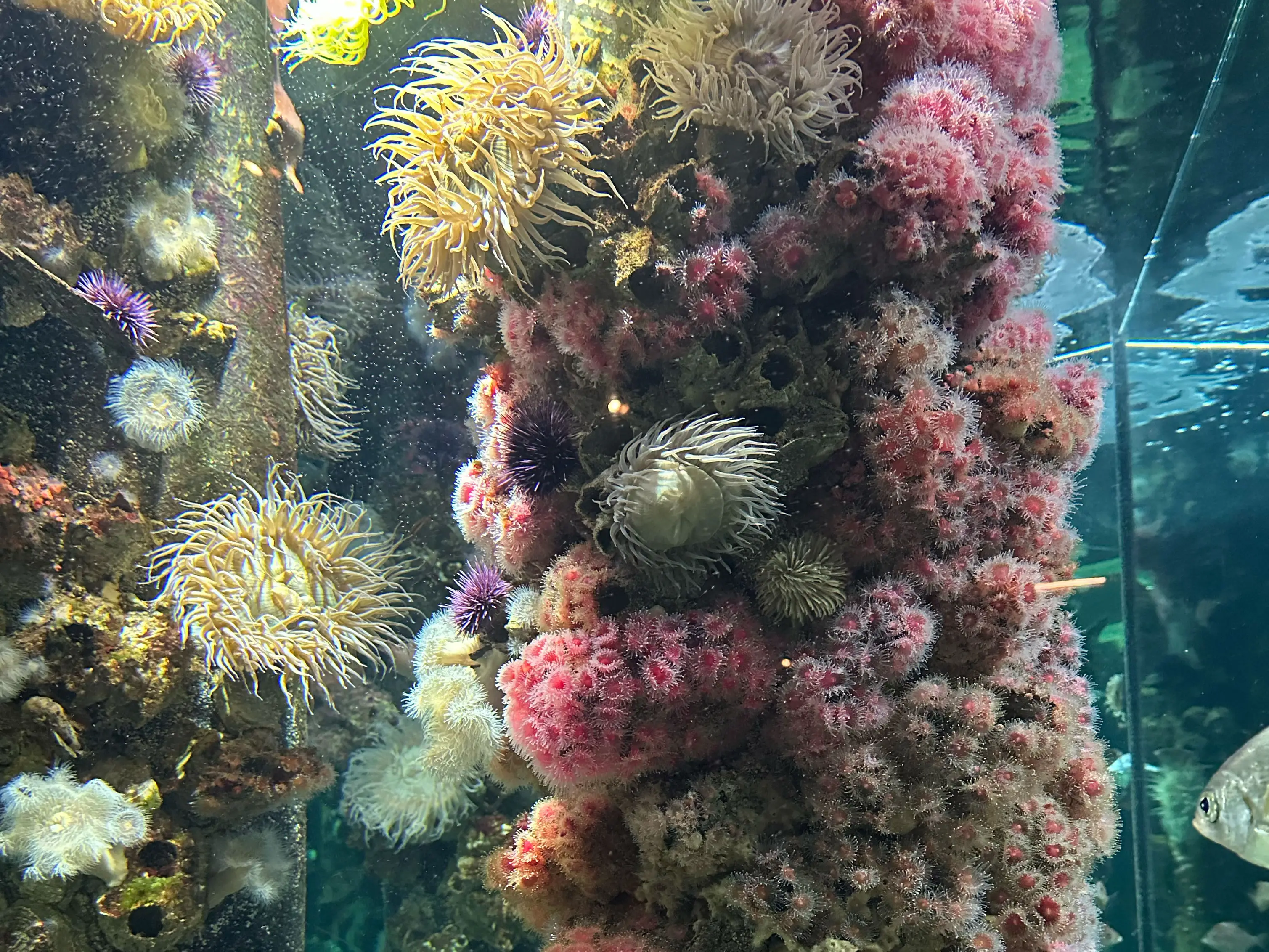 Colorful sea anemones and coral growing on rocks inside an aquarium tank.