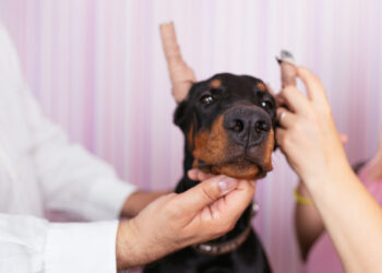 Ask a Vet: No, you shouldn’t have your dog’s ears cropped