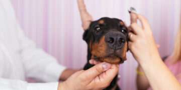 Ask a Vet: No, you shouldn’t have your dog’s ears cropped