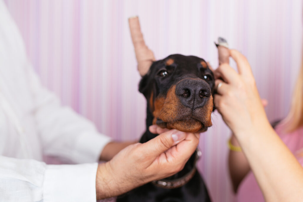 Ask a Vet: No, you shouldn’t have your dog’s ears cropped