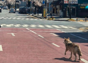 Why This Guy Was Arrested for Making an AI Photo of a Wolf