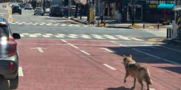 Why This Guy Was Arrested for Making an AI Photo of a Wolf