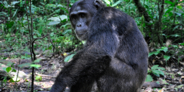 A Massive Chimp Community Collapsed Into Civil War, and the Details Are Horrifying