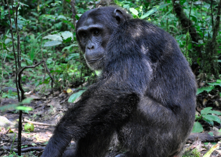 A Massive Chimp Community Collapsed Into Civil War, and the Details Are Horrifying