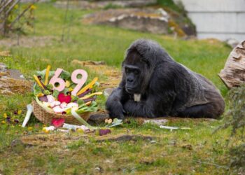 World’s oldest gorilla, known for her ‘dignified manner,’ turns 69