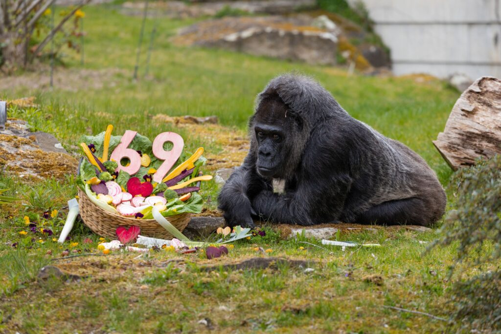 World’s oldest gorilla, known for her ‘dignified manner,’ turns 69