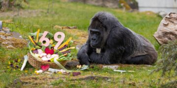 World’s oldest gorilla, known for her dignified manner, turns 69