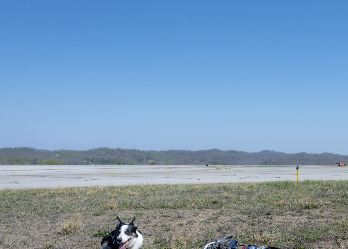 The hardest working staff at the airport? These two good boys.