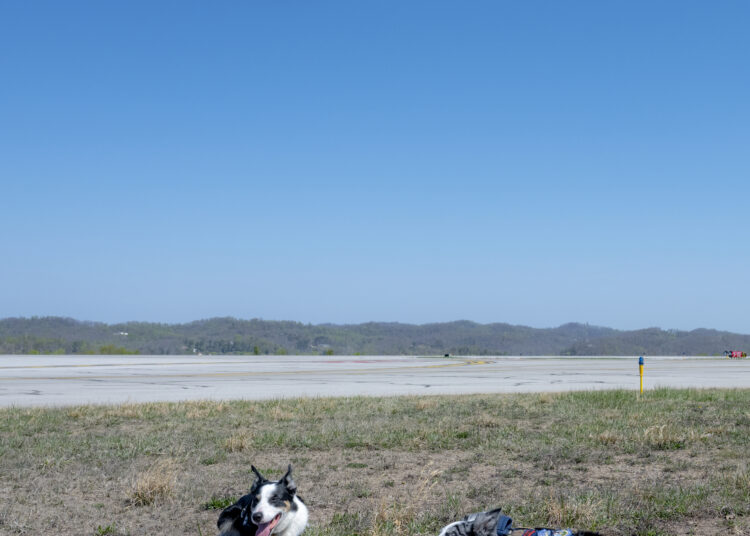 The hardest working staff at the airport? These two good boys.