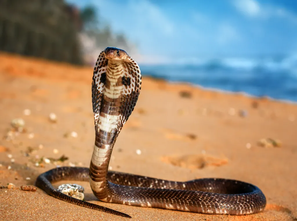A king cobra with its hood spread, poised on sandy ground near the ocean.