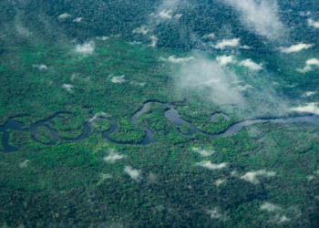 Animals in the Amazon Use ‘the Internet’ to Communicate. Here’s How It Works.