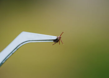 How to tick-proof your yard