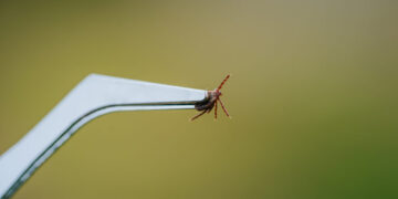 How to tick-proof your yard