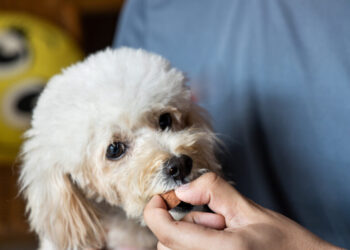 Ask a Vet: How do I protect my pet from fleas, ticks and other parasites?