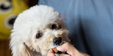 Ask a Vet: How do I protect my pet from fleas, ticks and other parasites?