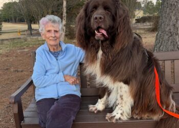 Woman, 96, enlists 150-pound dog to plant spring flowers: She points, he digs