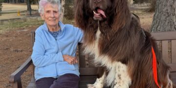 Woman, 96, enlists 150-pound dog to plant spring flowers: She points, he digs