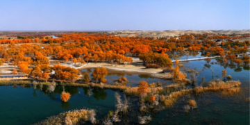 China Covered the ‘Sea of Death’ in Trees. Here’s What Happened.
