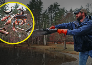 Why are states unleashing millions of these fish?