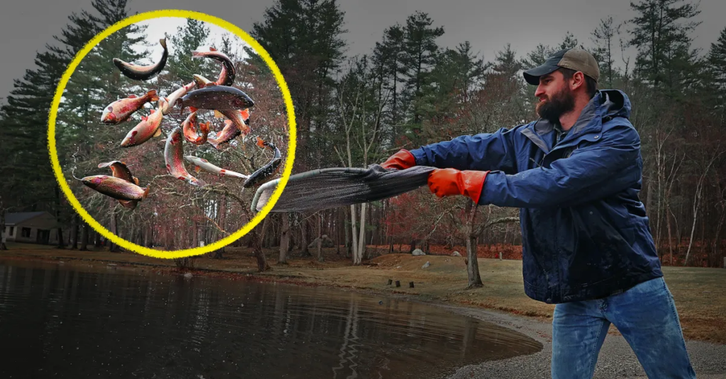 Why are states unleashing millions of these fish?