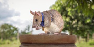 Hero rat who sniffed out over 100 land mines is honored with giant statue