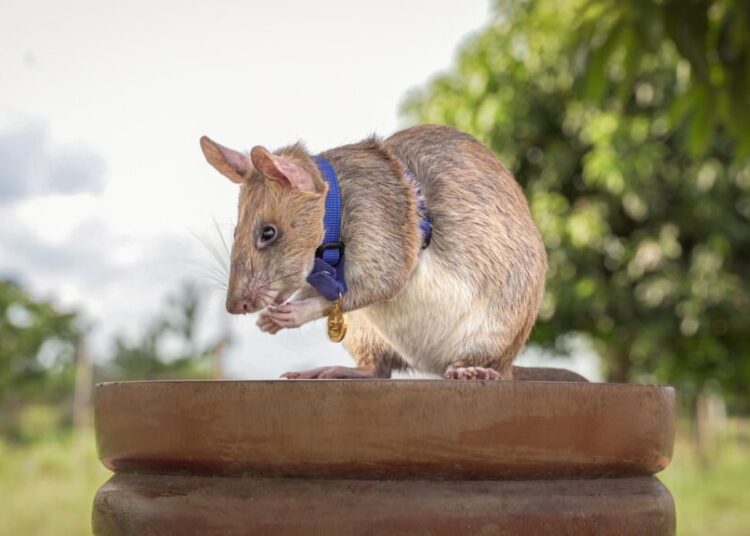Hero rat who sniffed out over 100 land mines is honored with giant statue