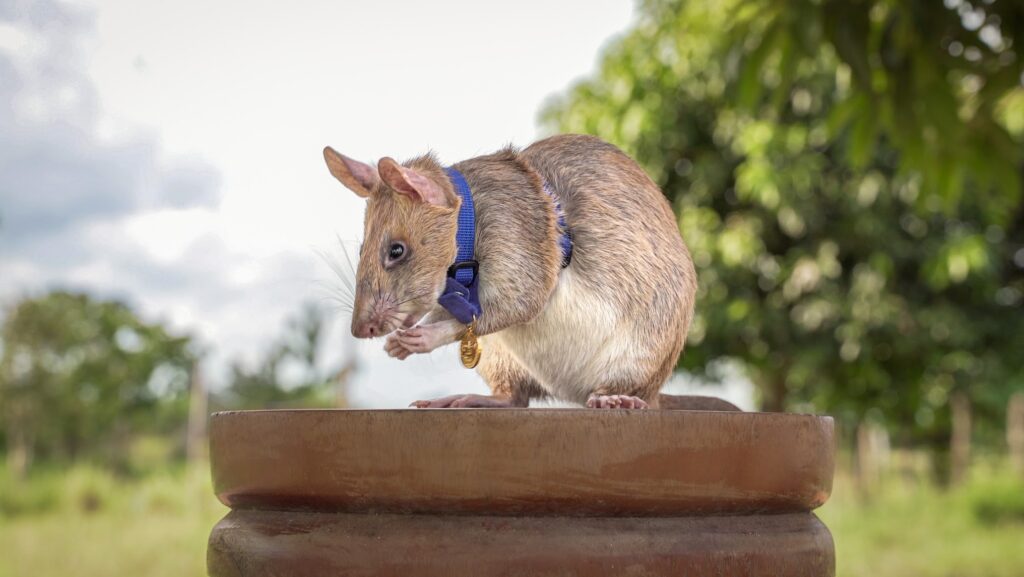 Hero rat who sniffed out over 100 land mines is honored with giant statue