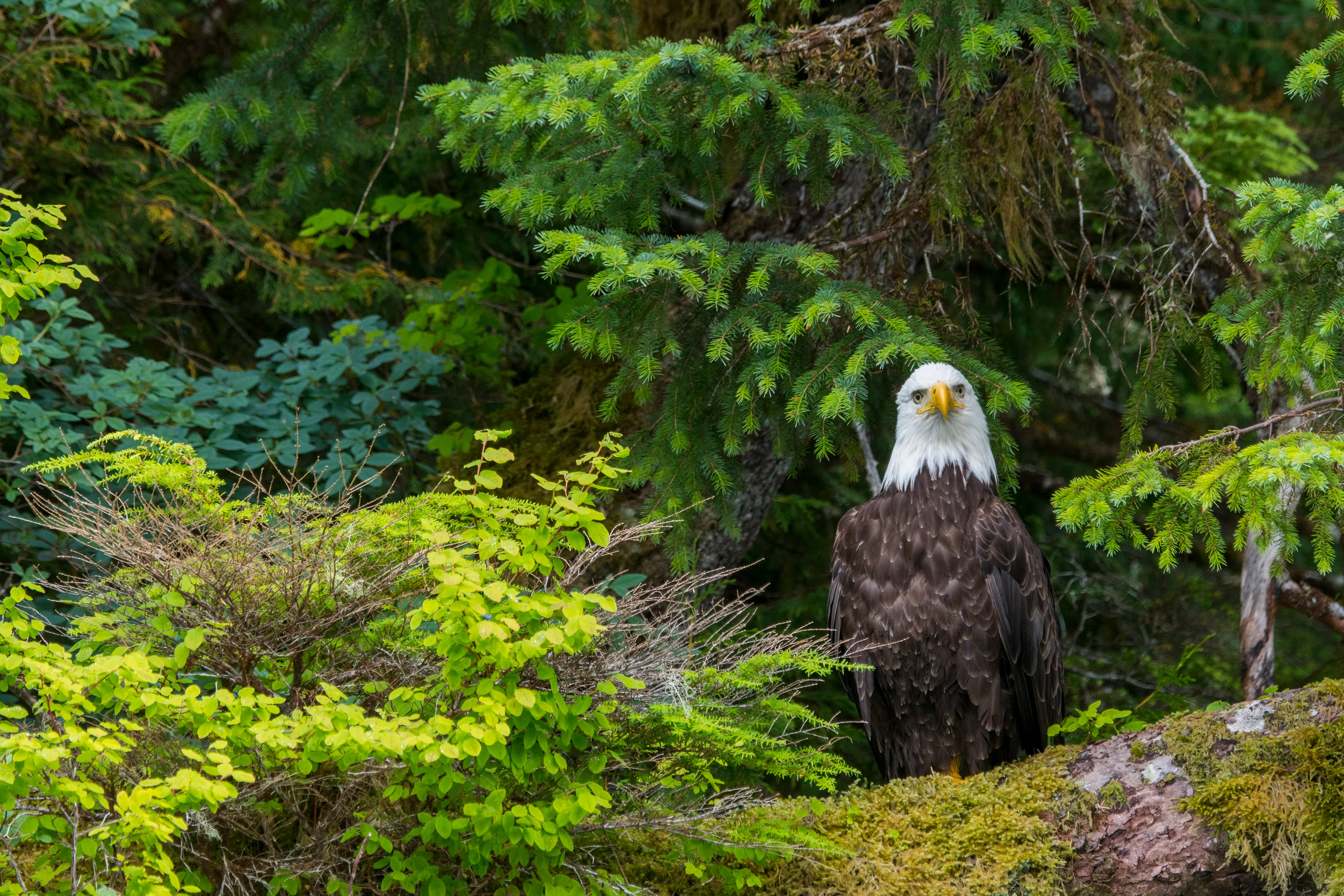 A large bald eagle is seen perched on a large tree, with a forest in the background.