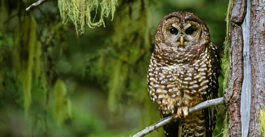 The surprising truth about logging