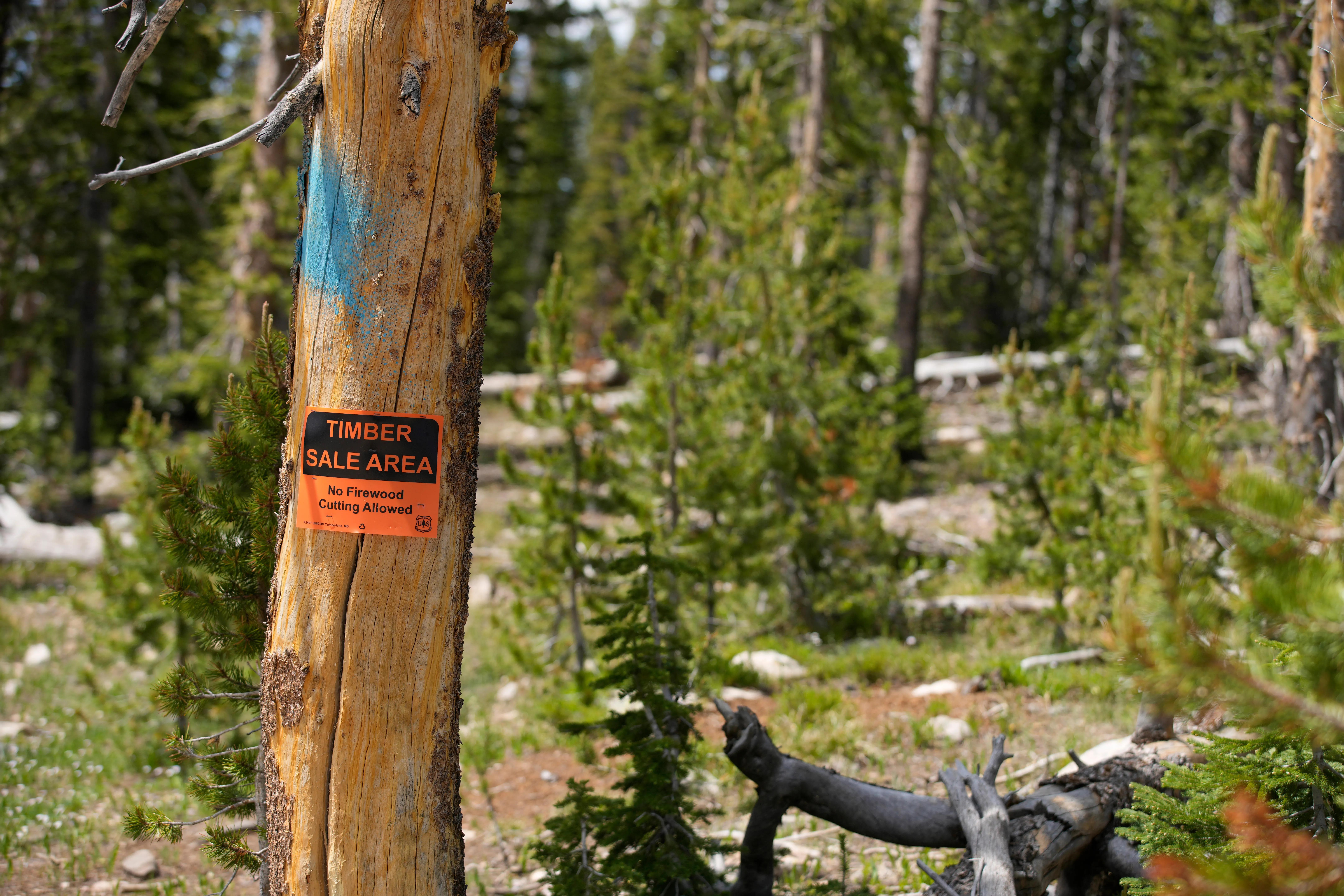 A tree is marked with blue paint and an orange sign reading “Timber sale area.”