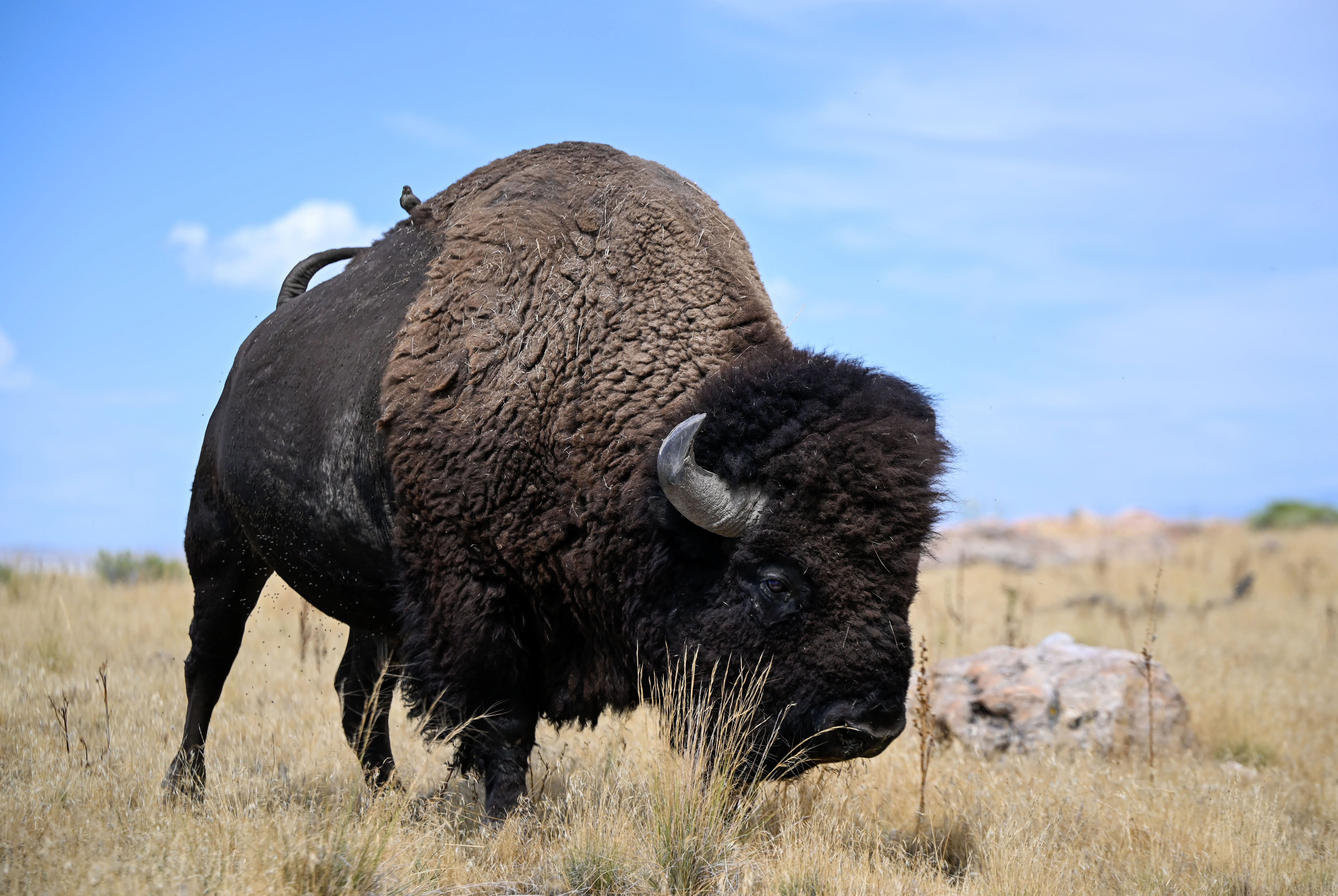 A bison stands in the foreground with a blue sky and yellow plains behind it.