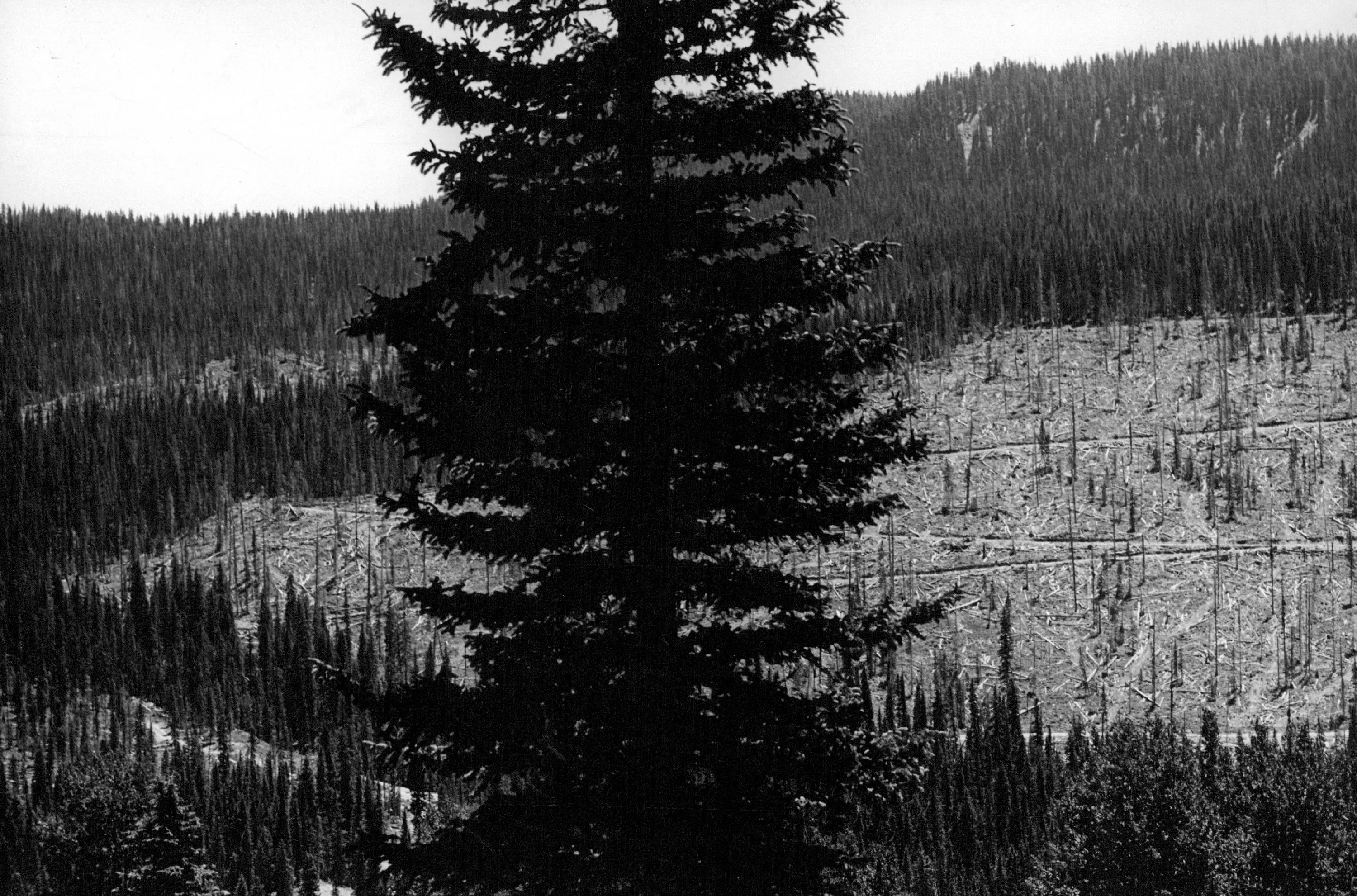 A black-and-white photo shows a large tract of forest cleared of most of its trees.