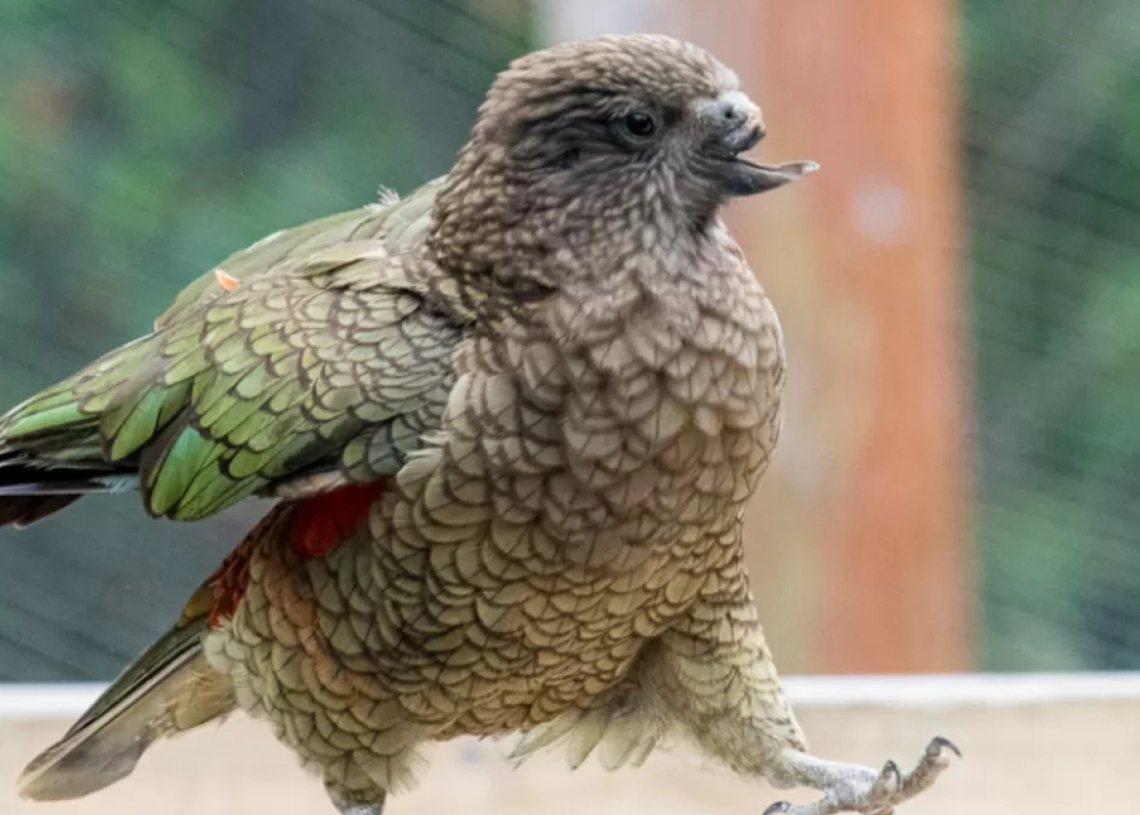 How a Disabled Parrot Named Bruce Became the Alpha of His Circus