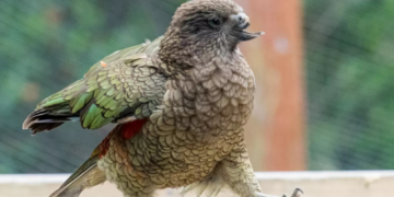 How a Disabled Parrot Named Bruce Became the Alpha of His Circus