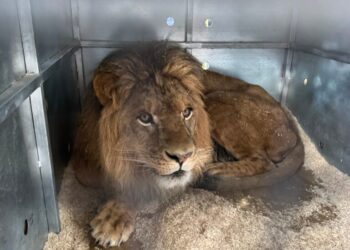 Missing lion cub is reunited with family after rescue
