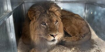 Missing lion cub is reunited with family after rescue