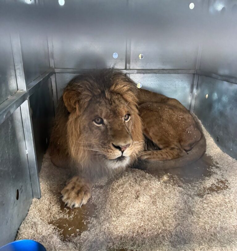 Missing lion cub is reunited with family after rescue