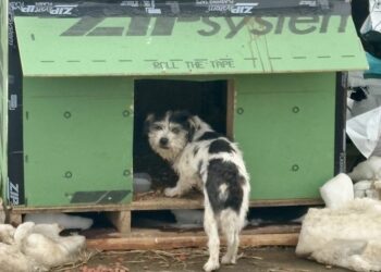 Dog roaming highway rescued after construction crew feeds her, builds her a hut