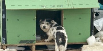 Dog roaming highway rescued after construction crew feeds her, builds her a hut