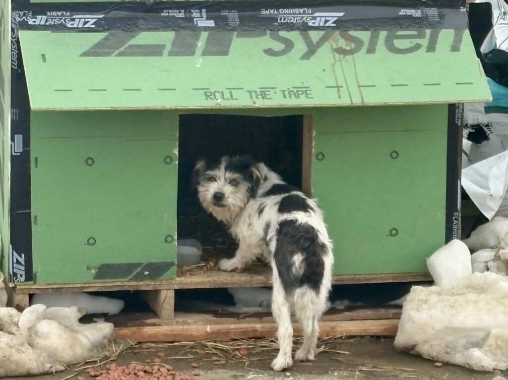 Dog roaming highway rescued after construction crew feeds her, builds her a hut