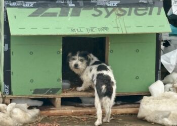 Dog roaming highway is rescued after construction crew feeds her and builds her a hut