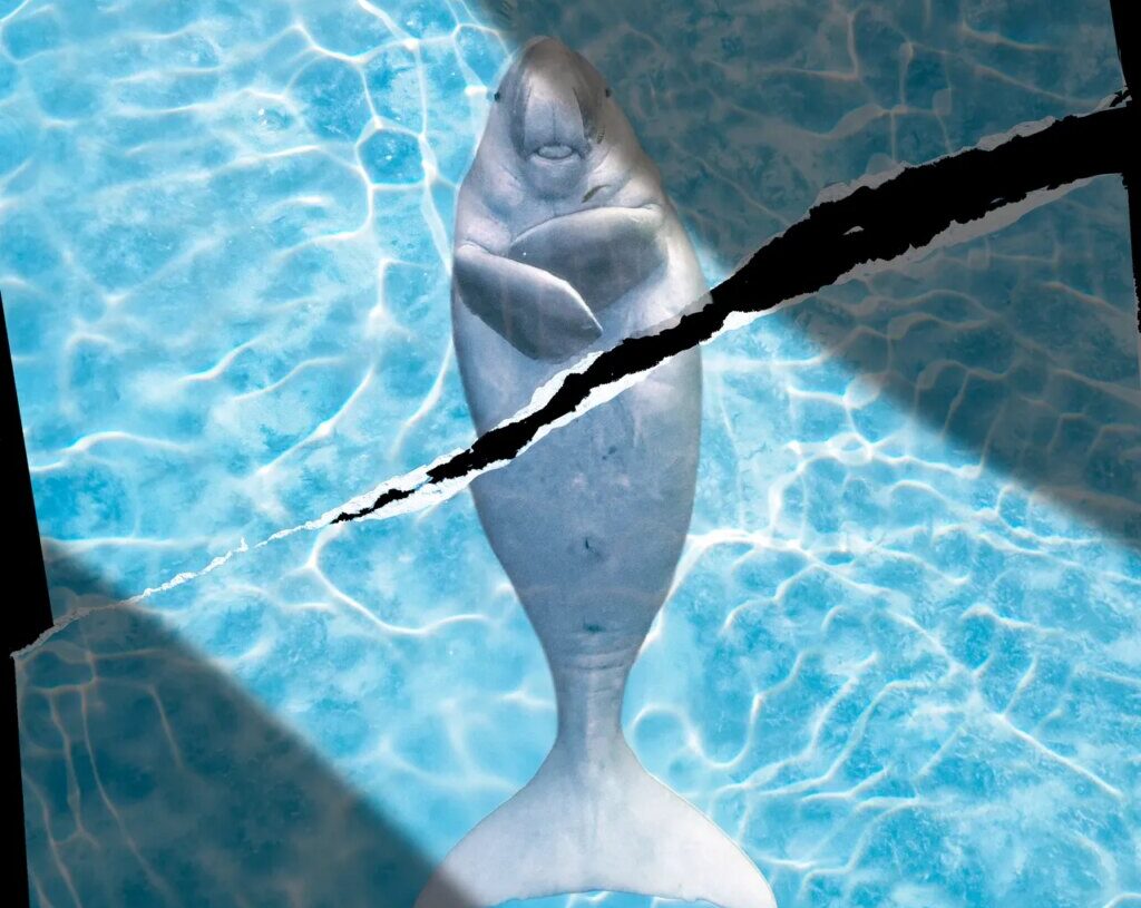 Marine Animals in the Strait of Hormuz Don’t Get a Ceasefire