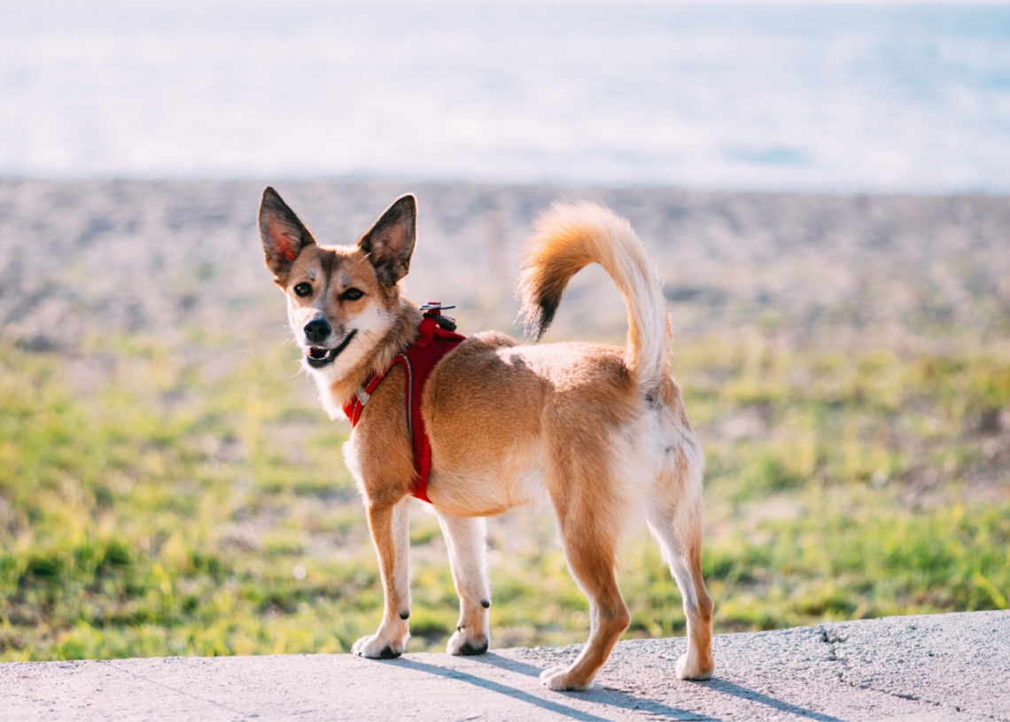 The 10 Rarest Dogs in America (a Six-Toed Puffin Hunter Takes the Top Spot)