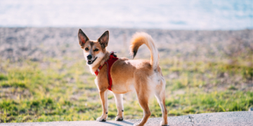 The 10 Rarest Dogs in America (a Six-Toed Puffin Hunter Takes the Top Spot)