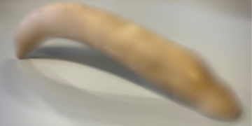 Museum Finds 8-Inch Ancient Roman Bone Penis in Unopened Box