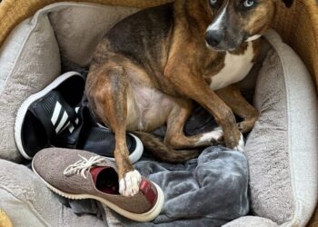 Why your dog steals your shoes and other canine behaviors explained