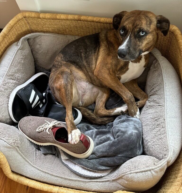 Why your dog steals your shoes and other canine behaviors explained